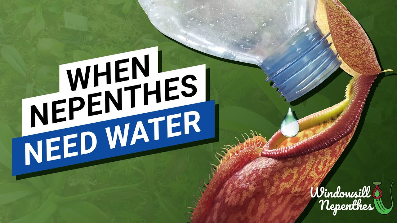 😵  What Happens When You Forget to Water a Nepenthes? 💦  (how to spot a plant is thirsty)