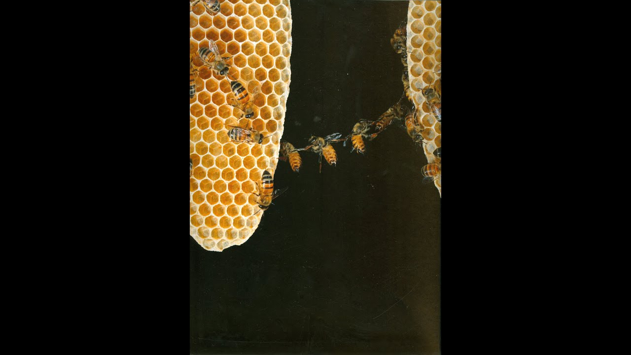 Bienen im Baum - Bienenschwärme in Baumhöhlen gesetzt
