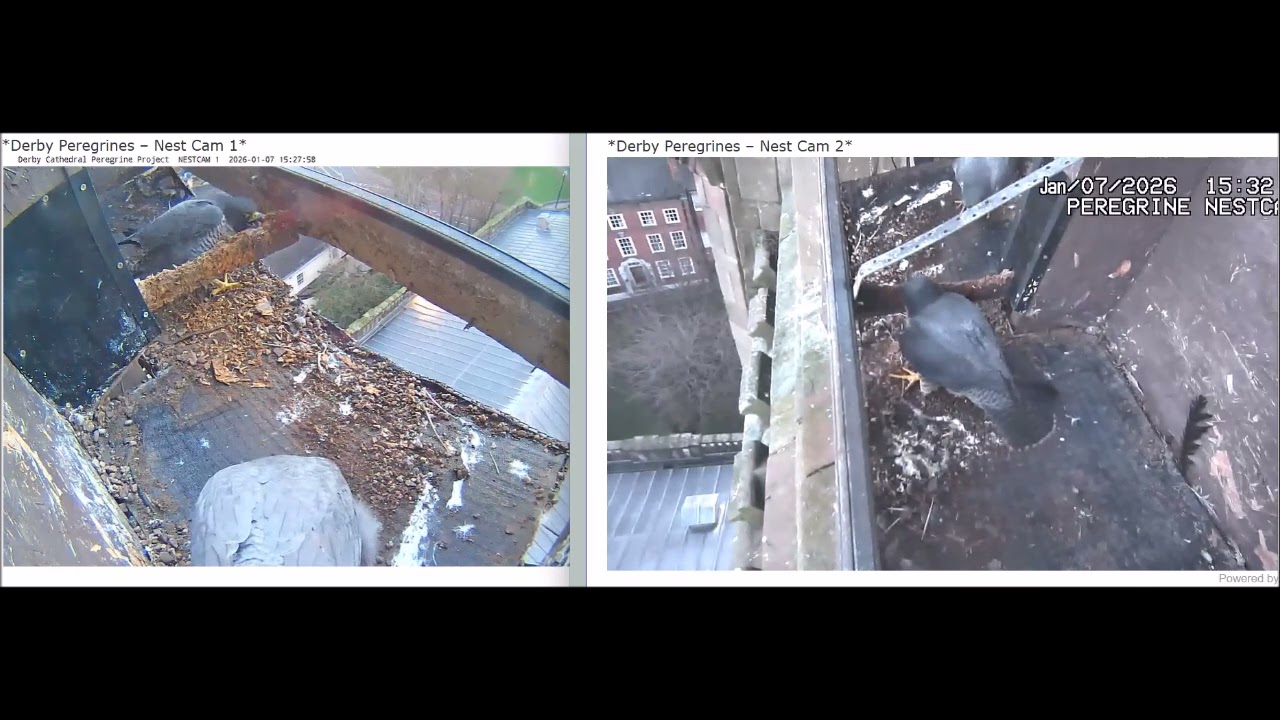 Derby Peregrines Get together at 