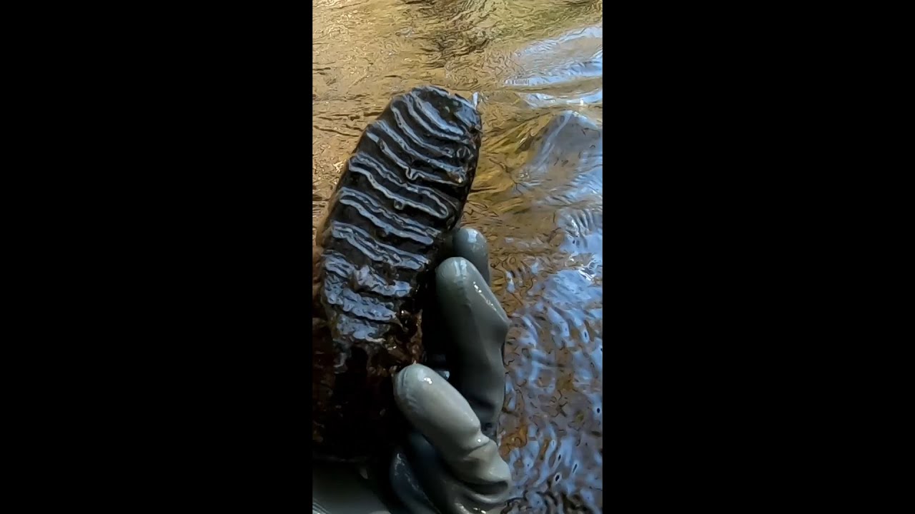 MASSIVE TOOTH to a PREHISTORIC BEAST Found in a Florida River! #shorts