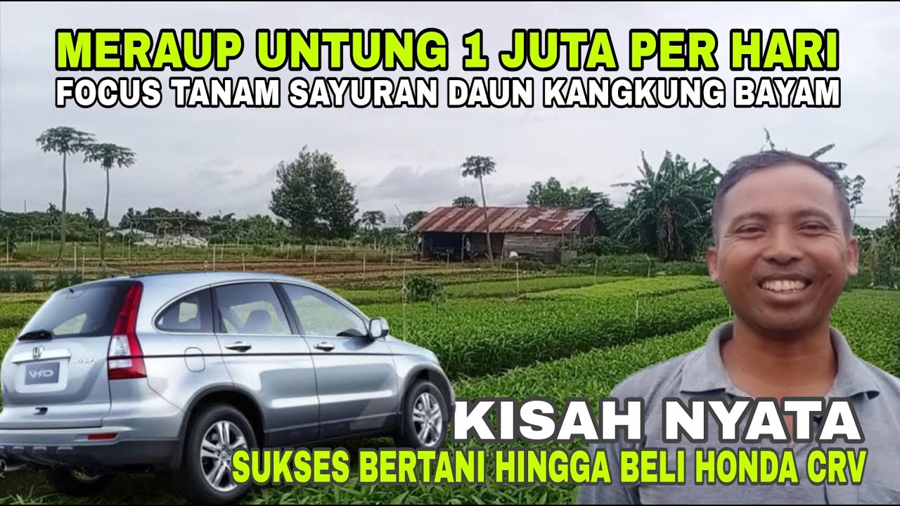 Dahsyat‼️Hidup dari Usaha Budidaya Kangkung Bayam Sawi Selada Seledri Sampai Sukses Beli Mobil