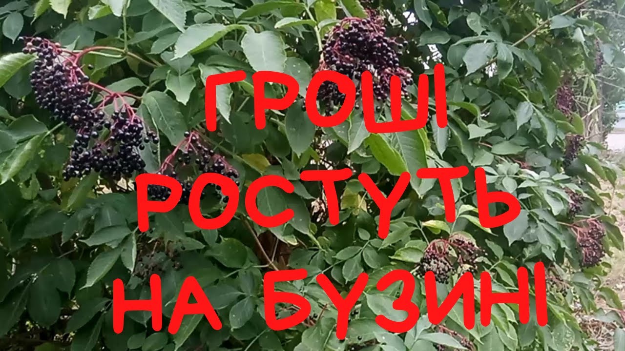 Заробіток на бузині в 2022 році...
