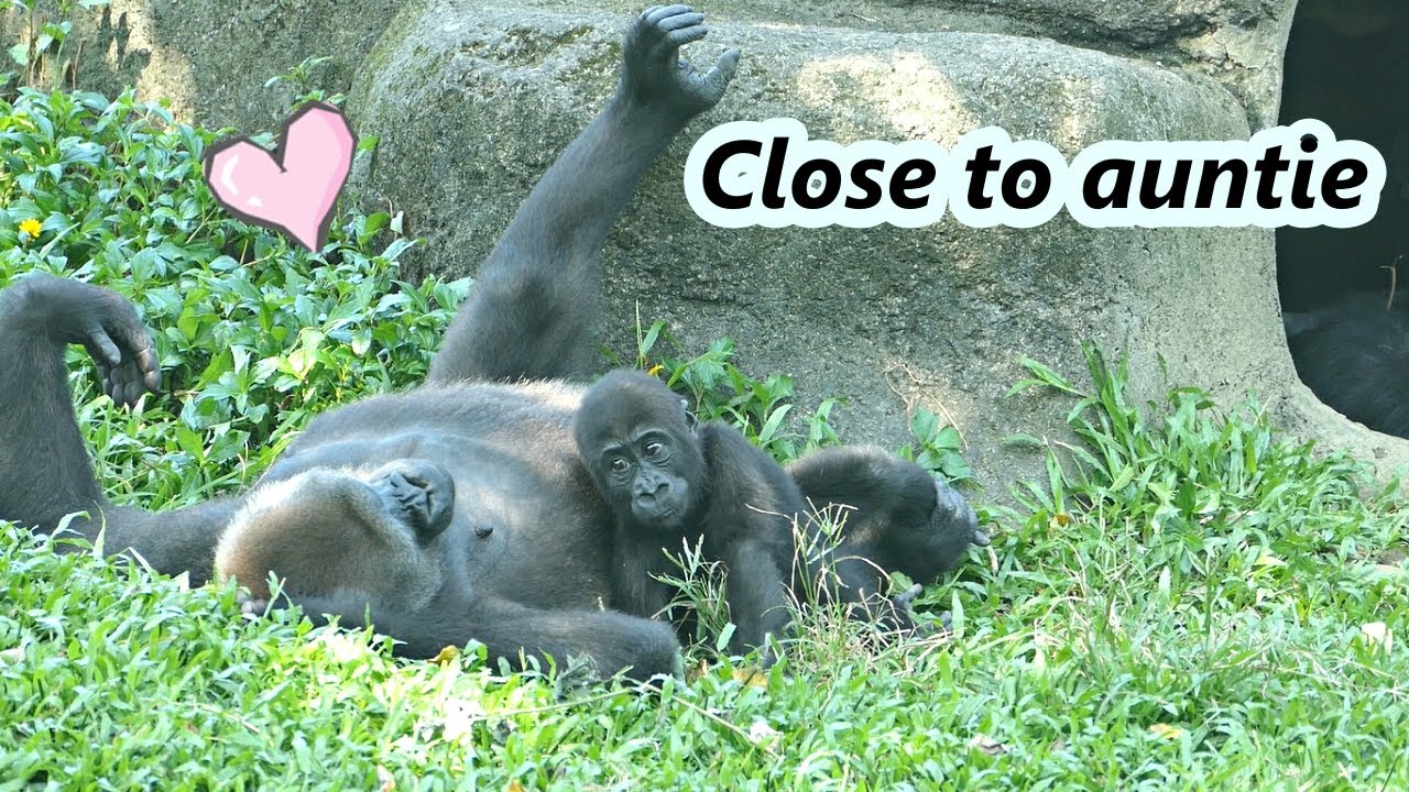 Close to auntie # 1 : Gorilla Tayari played with Ringo. / 金剛猩猩阿姨Tayari跟Ringo玩