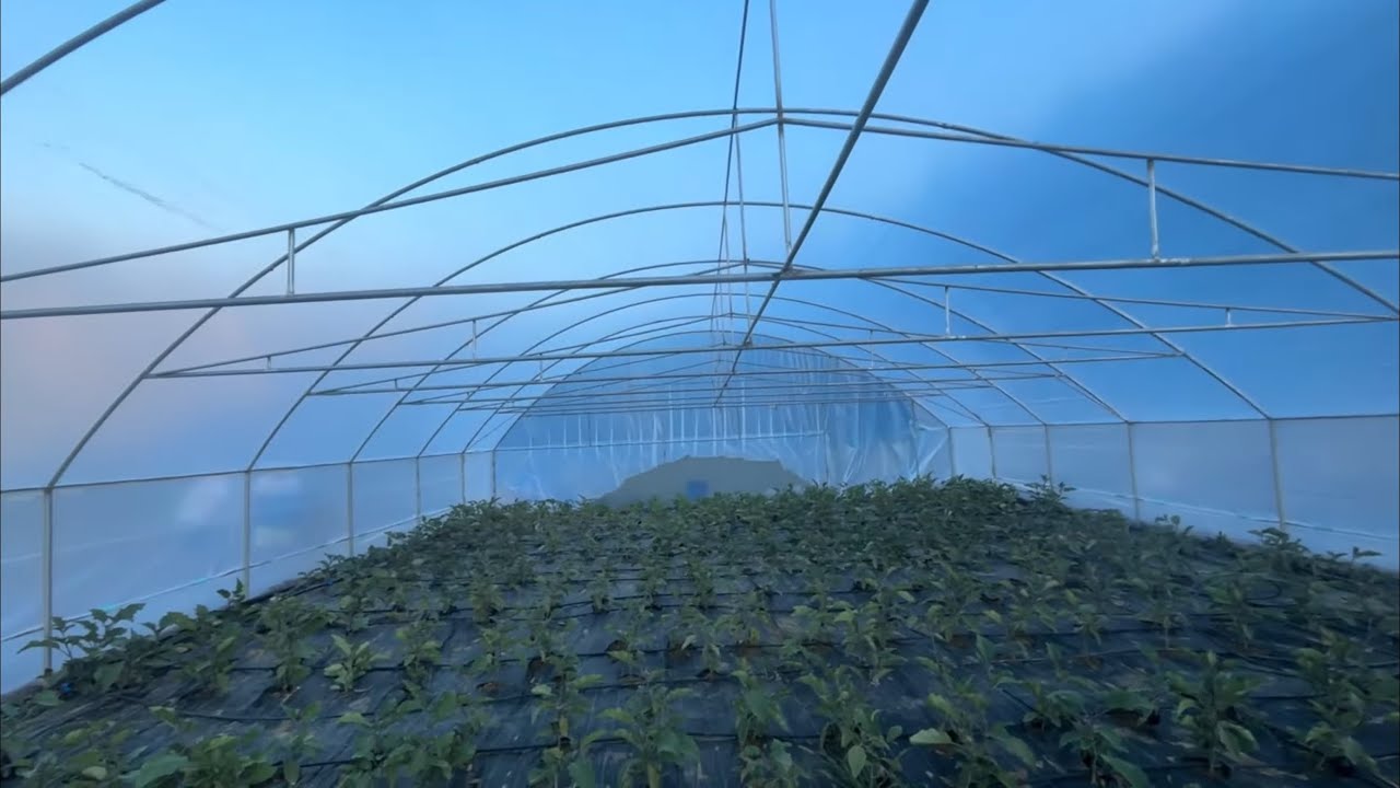 RĂSADURI DE LEGUME 🌱 CU MONITORIZARE TOP 😎