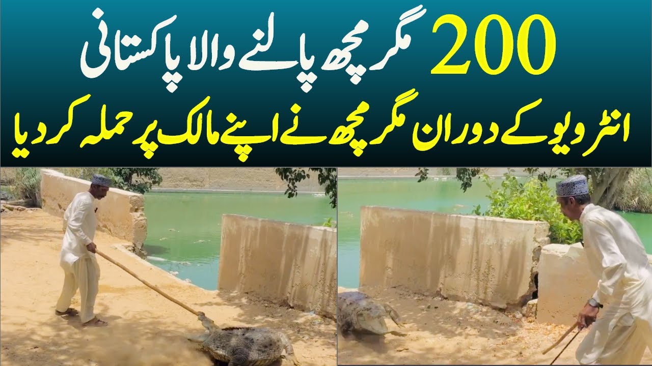 200 Crocodile Palna wala pakistani l Mera Pakistan l Abdul Rehman Awan