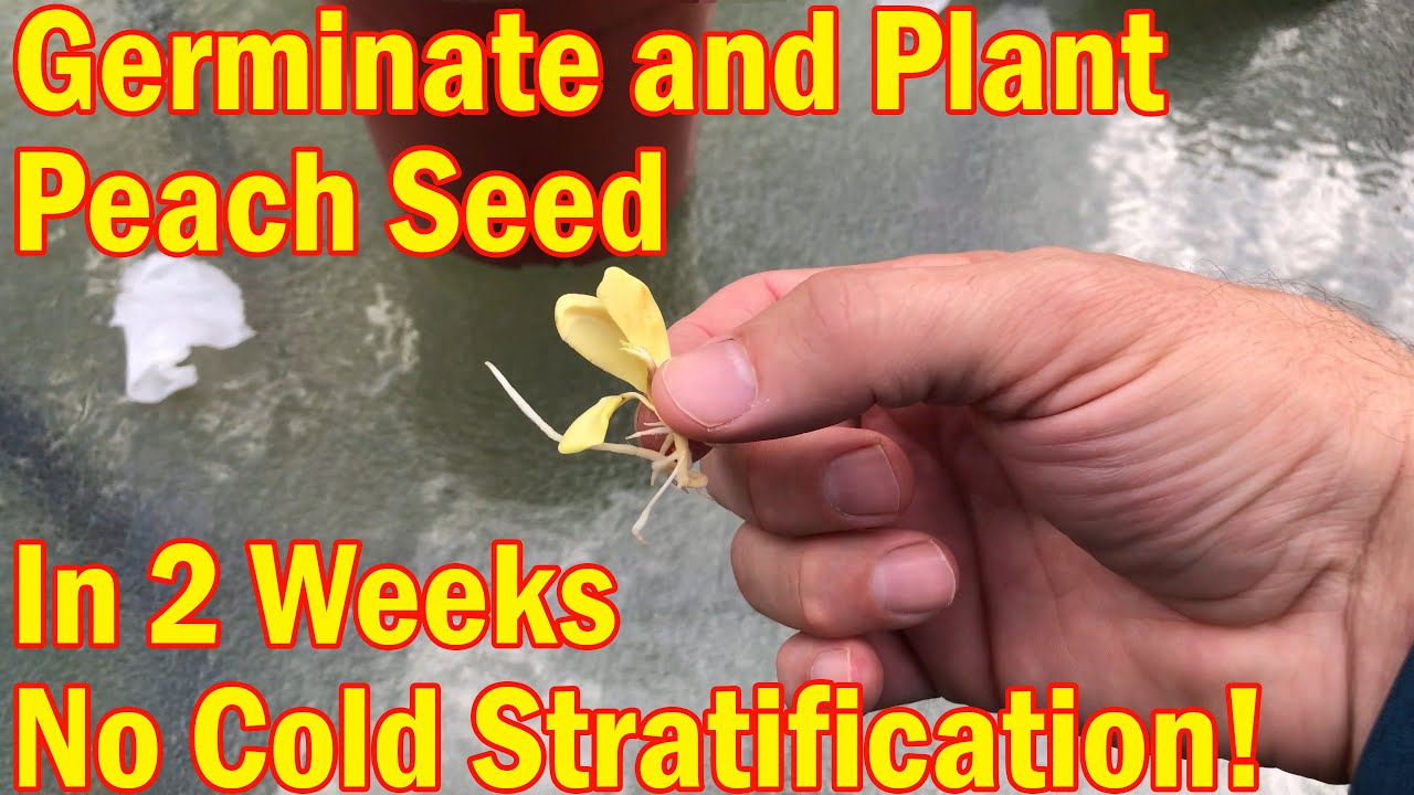 Peach Tree Part 1 Germinate Peach plant in 14 days no cold stratification
