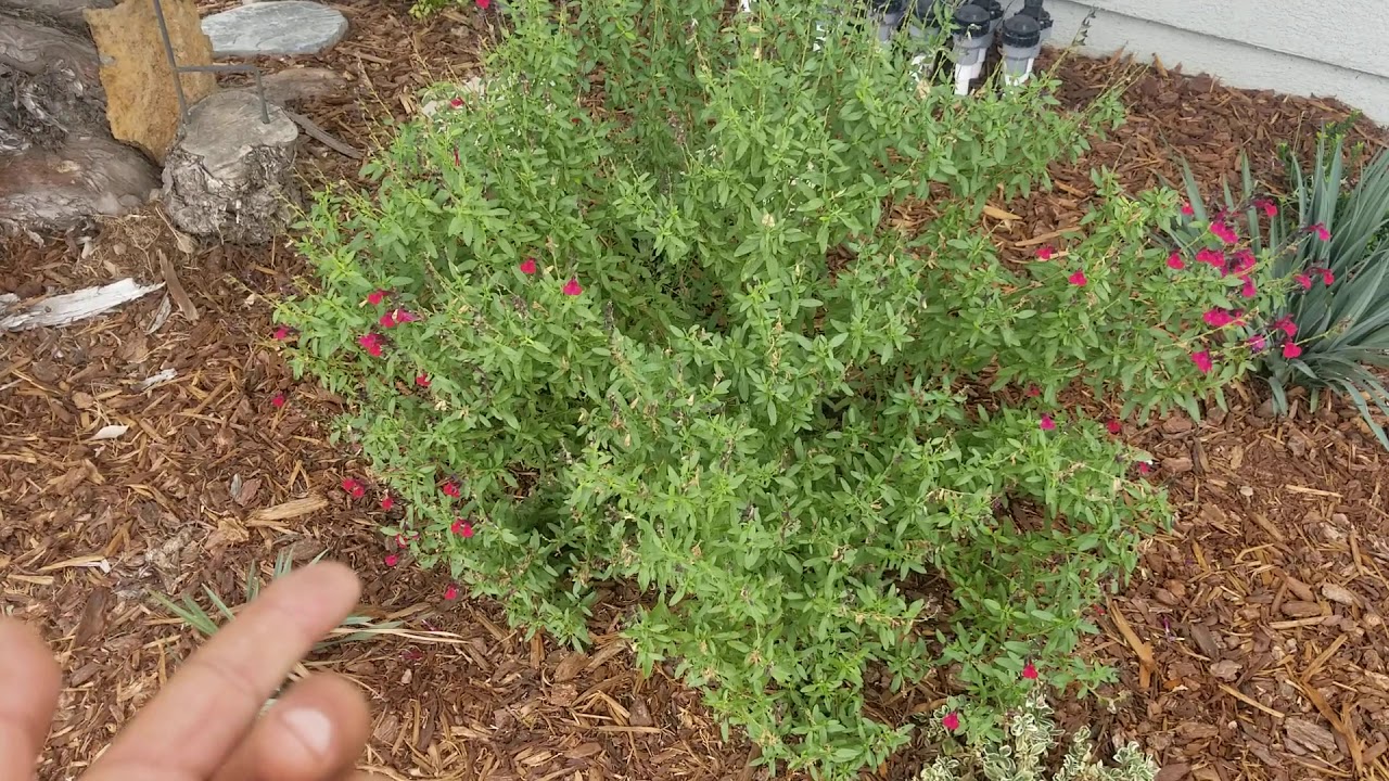 Salvia greggii AGNR 140
