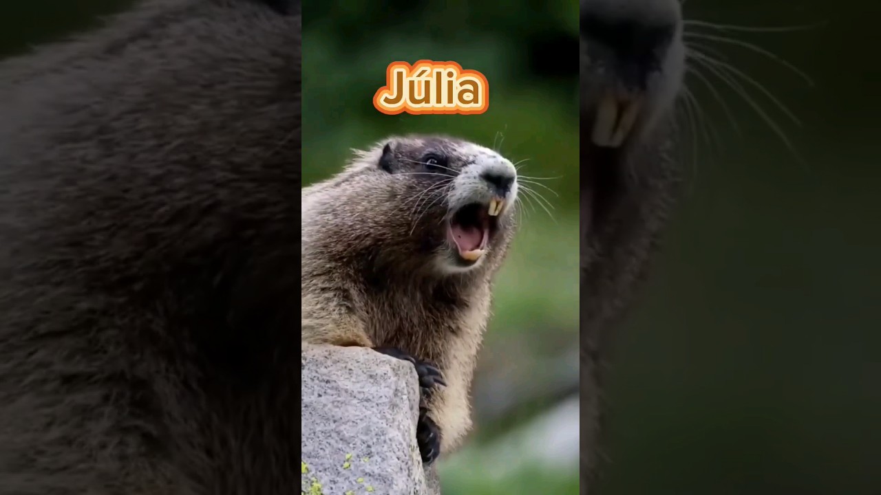 #Marmota chamando J&uacute;lia 🤭