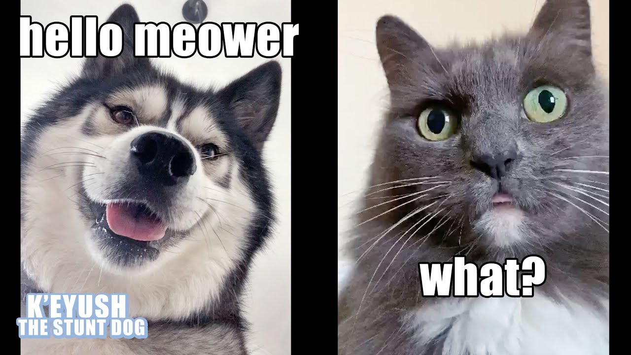 Dog Video Chats With Cat And Gets HUNG UP ON!