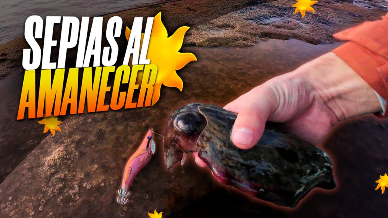 EL MEJOR MOMENTO PARA PESCAR SEPIAS ☀️🦑 | CANTABRIA Y PAIS VASCO 🦑