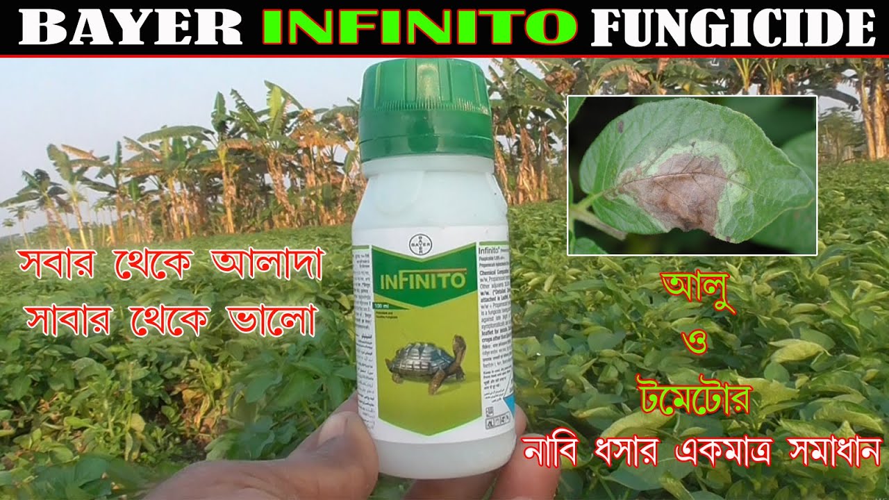 Bayer INFINITO Fungicide ||আলুর নাবি ধসা নিয়ন্ত্রণকারী ছত্রাকনাশক II Late blight control I Blight .
