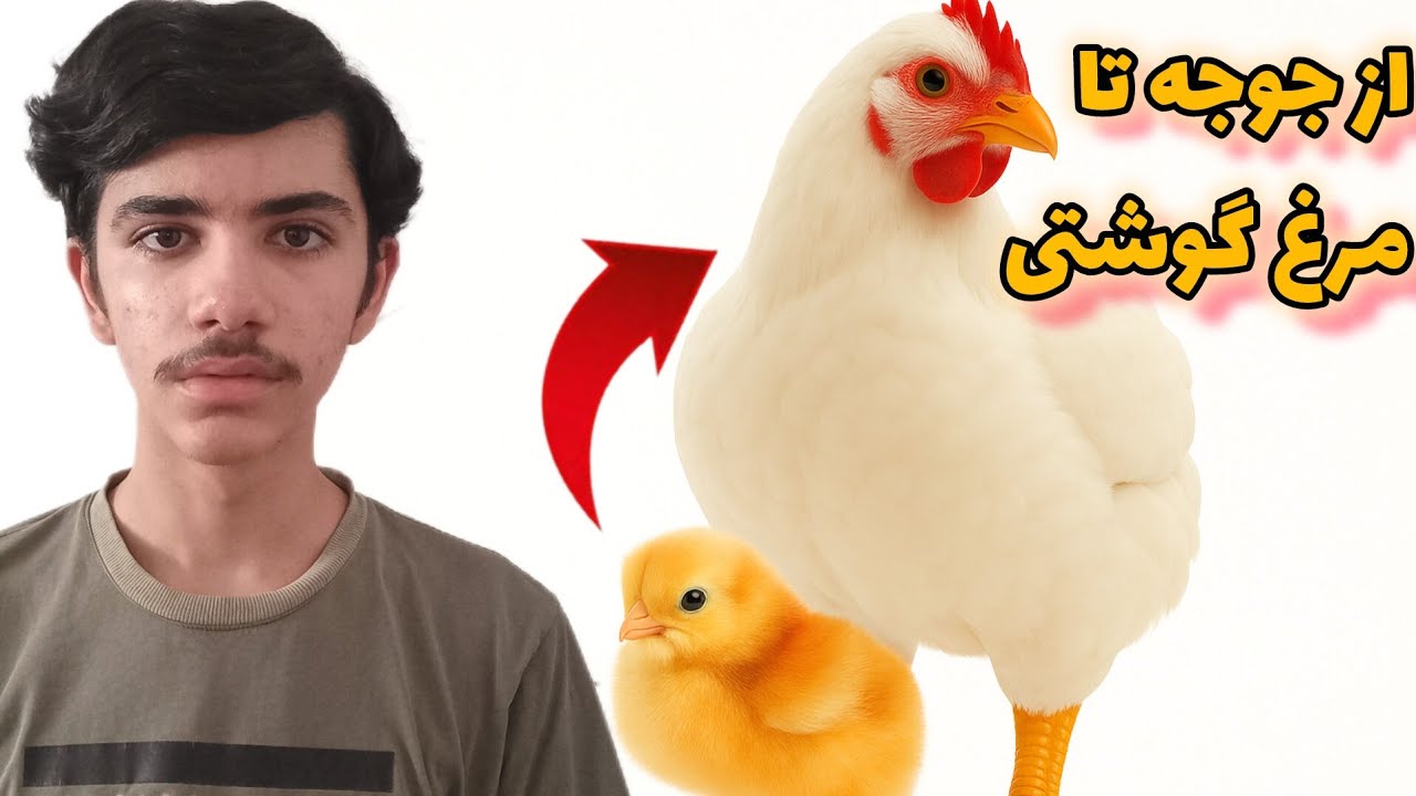 آموزش کامل پرورش جوجه یکروزه گوشتی🐥از خرید تا رشد
