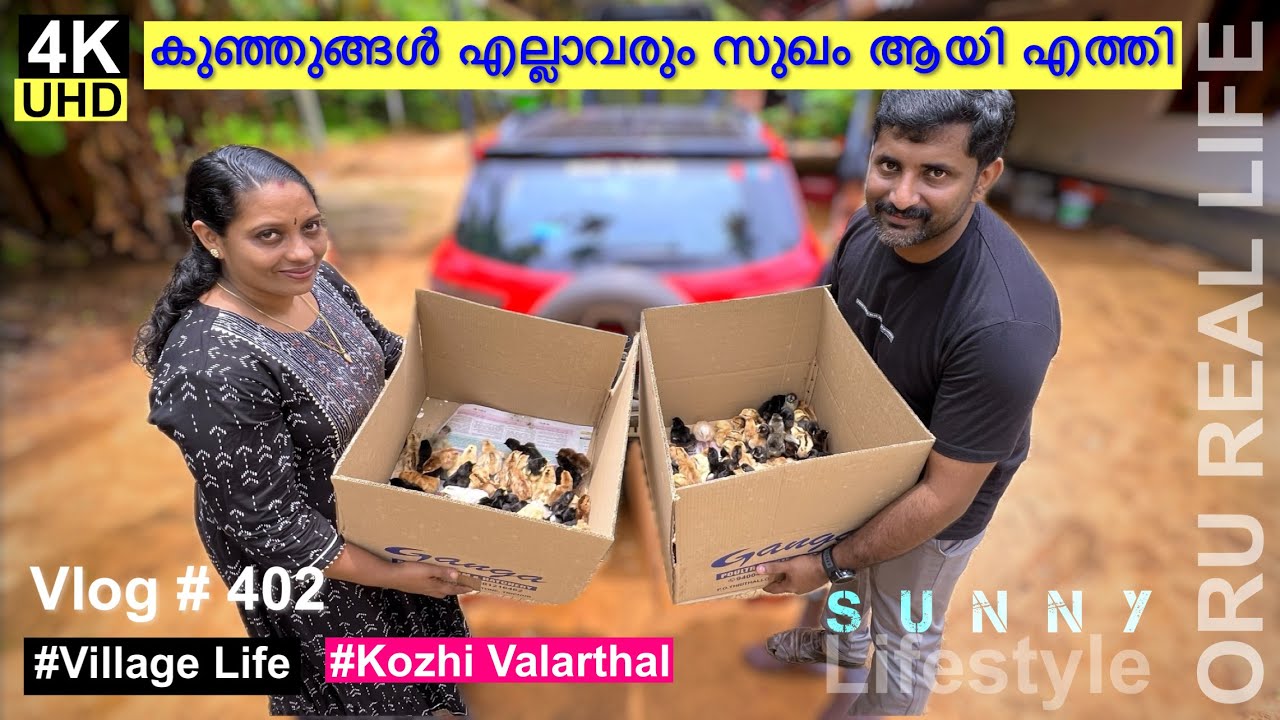 കുഞ്ഞുങ്ങൾ എല്ലാവരും സുഖം ആയി എത്തി | Kozhi valarthal @ecoownmedia