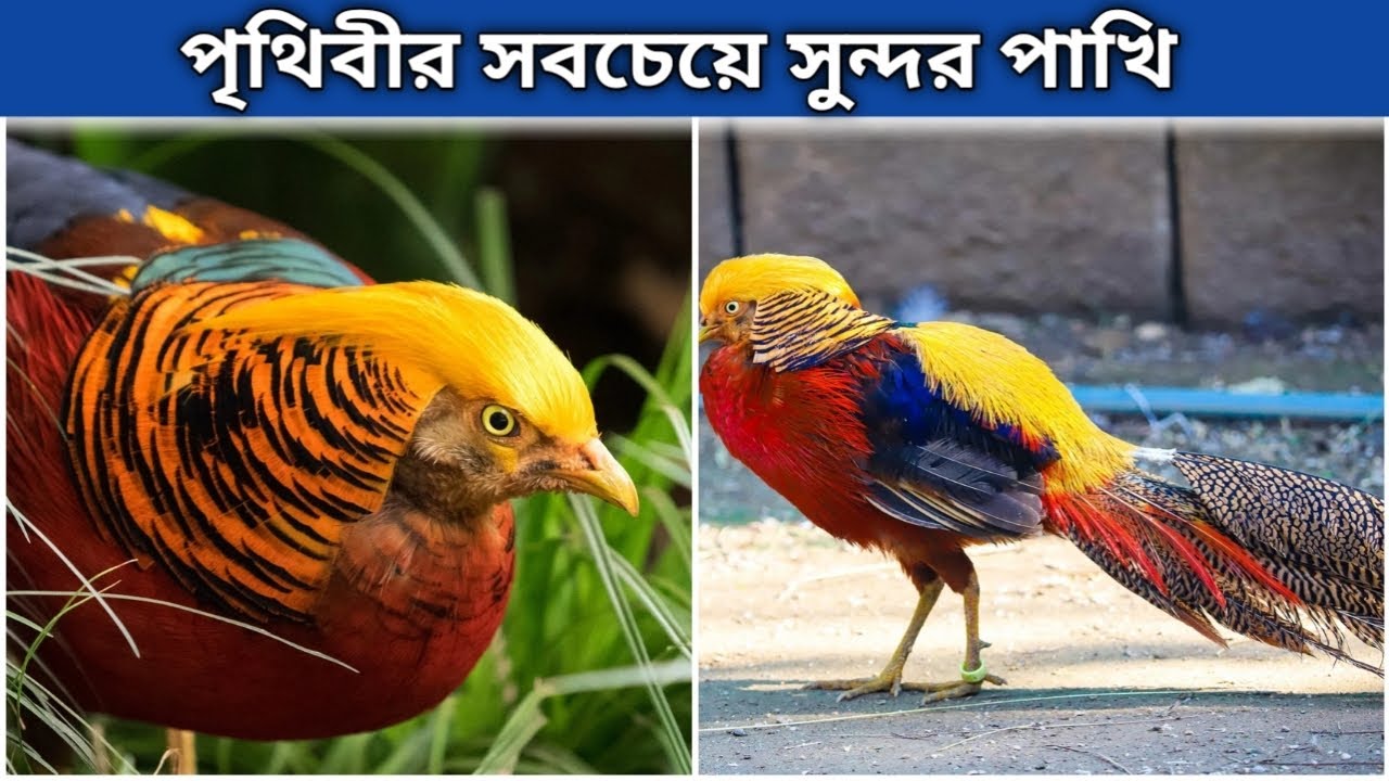 পৃথিবীর সবচেয়ে সুন্দর পাখি #amazingfacts #facts #amazing #wildlife #animals 