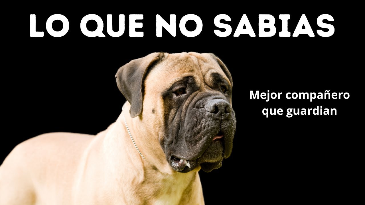 🟢 Raza Bullmastiff | El perro de los guardabosques
