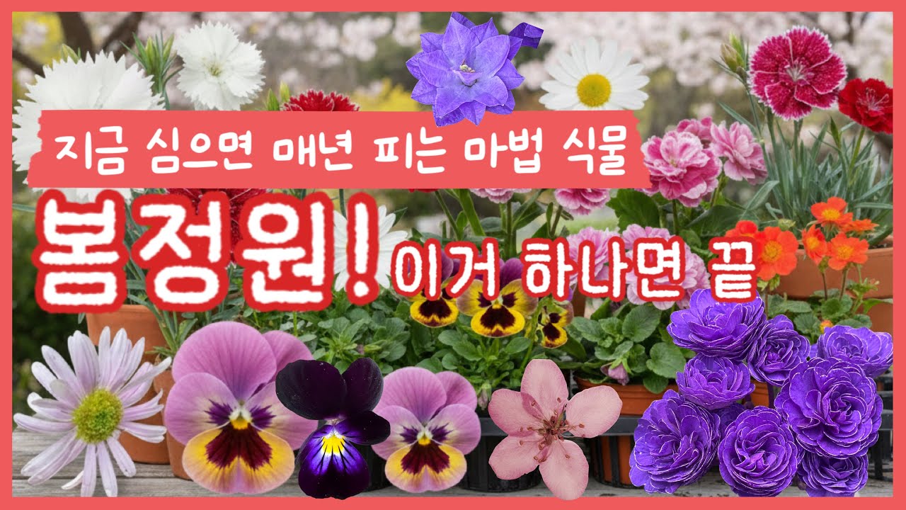 [3월맞이신상] 심으면 매년 피는 노지월동 야생화 & 봄꽃 100종 대공개! 지금 안 심으면 1년 후회하는 역대급 라인업✅영하 20도 견디는 노지월동 야생화😊 꼭 심어야 할 식물