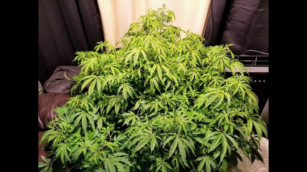 Training My Gorilla Glue #4 For Start Of Flower AGAIN!. 10 Week Veg @GreenFlower