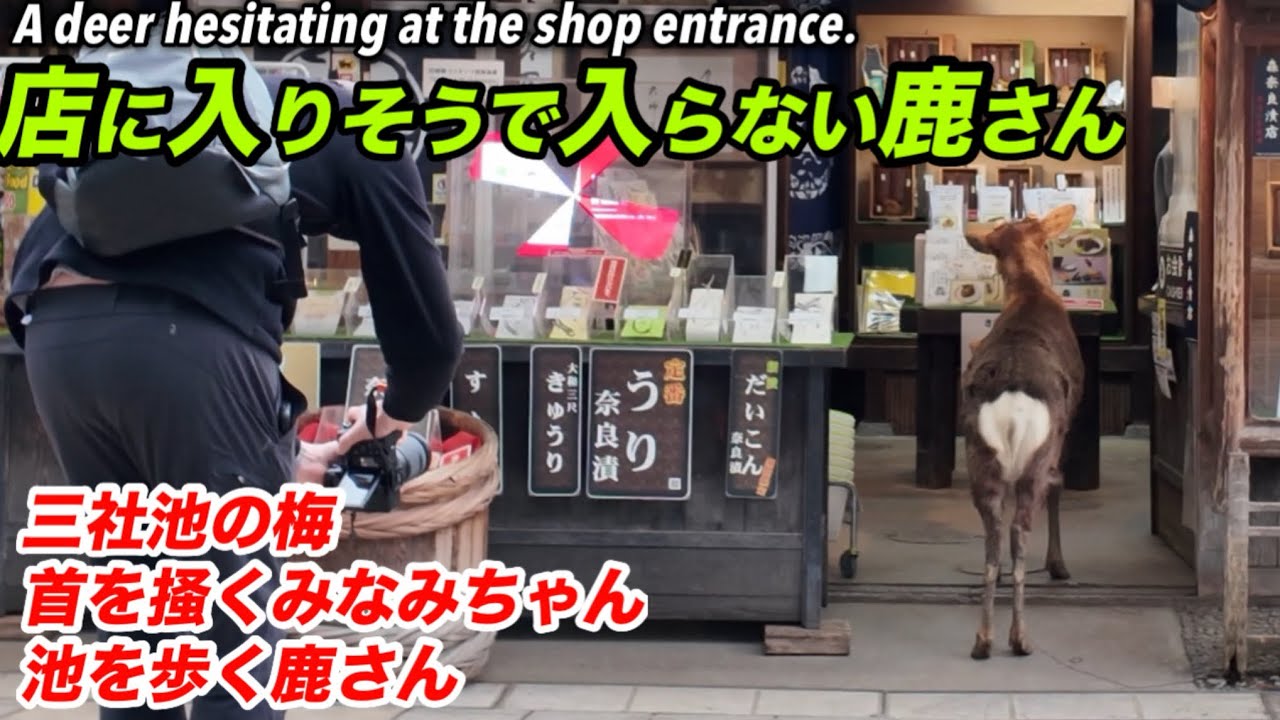 店に入りそうで入らない鹿さんA deer hesitating at the shop entrance.