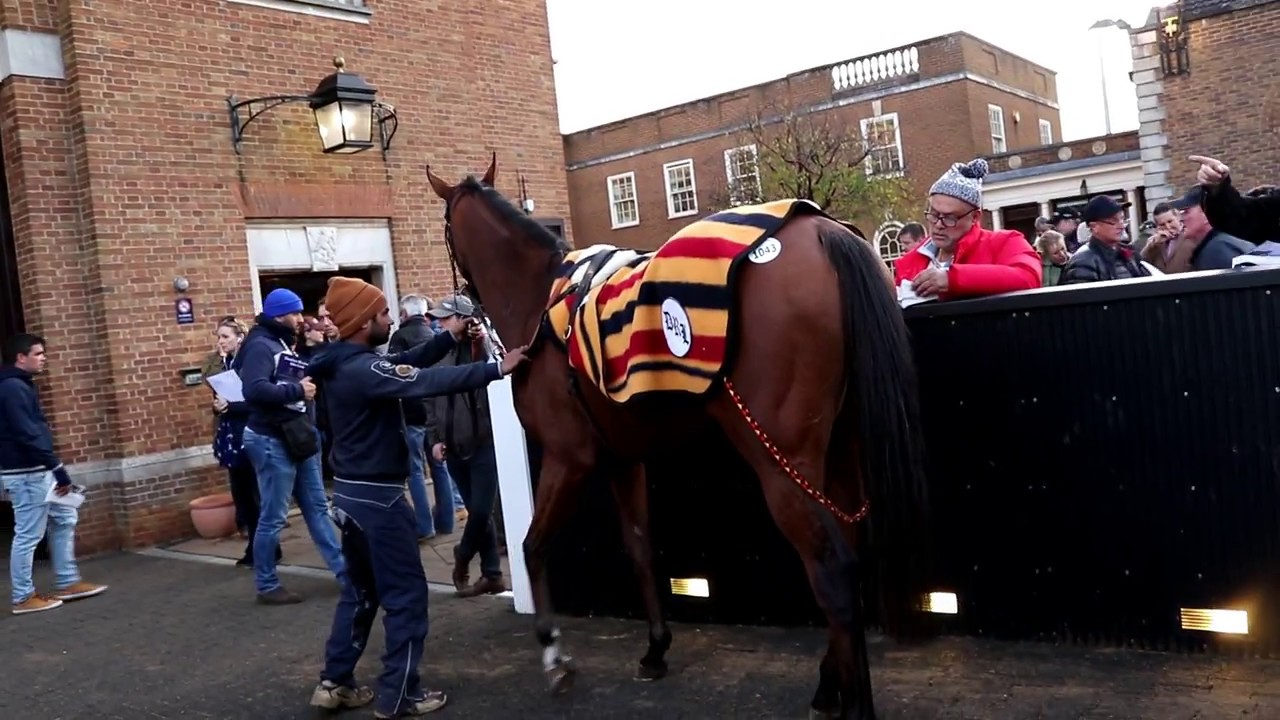 Behind the scenes at Horse Sales in Newmarket