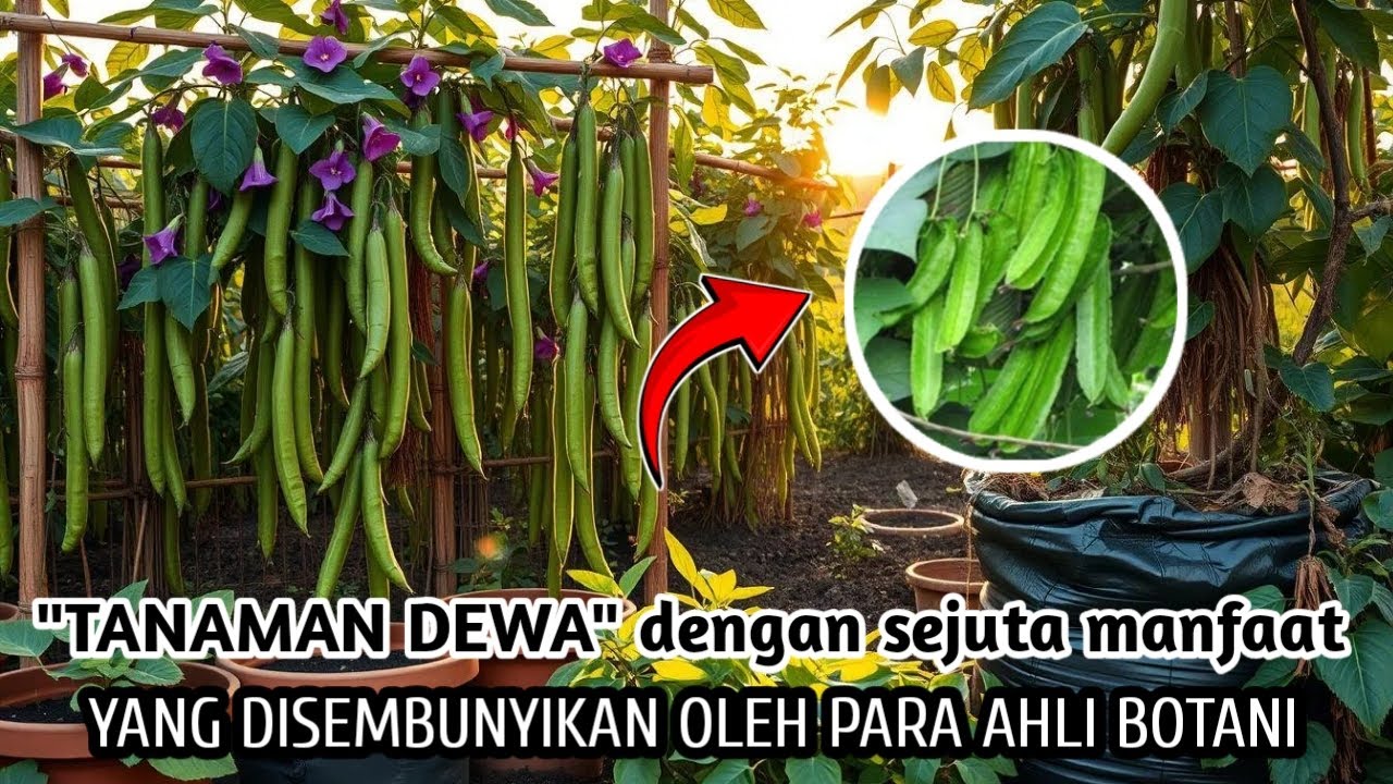 Inilah Kenapa Kita Harus Membudidayakannya