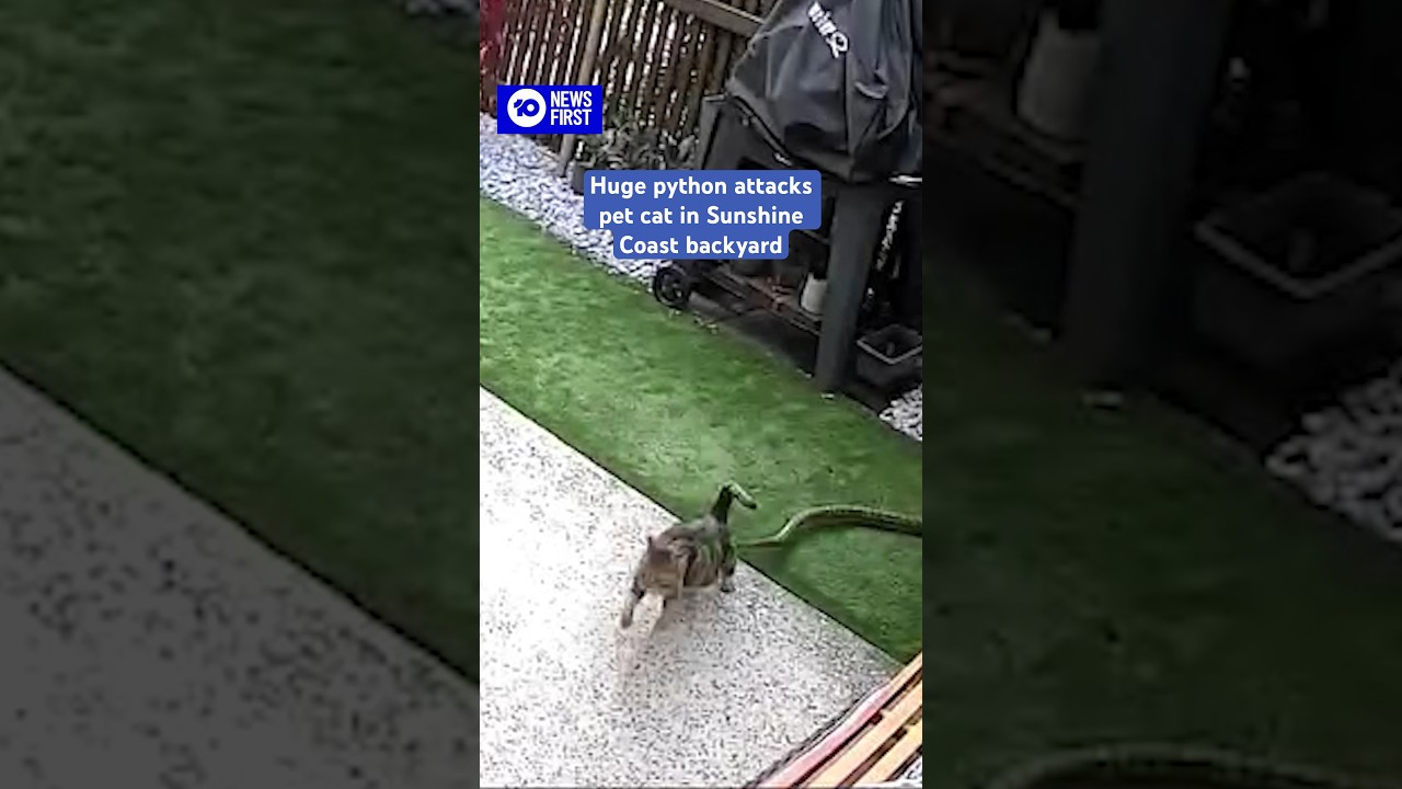 Huge Python Attacks Cat In Sunshine Coast Backyard | 10 News First