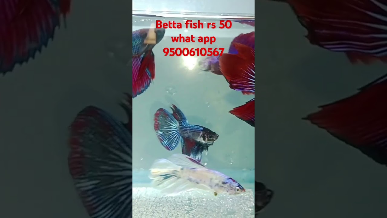 betta fish for sale Just rs 50😱😱#bettafishforsale #bettafish.What is the price of betta fish