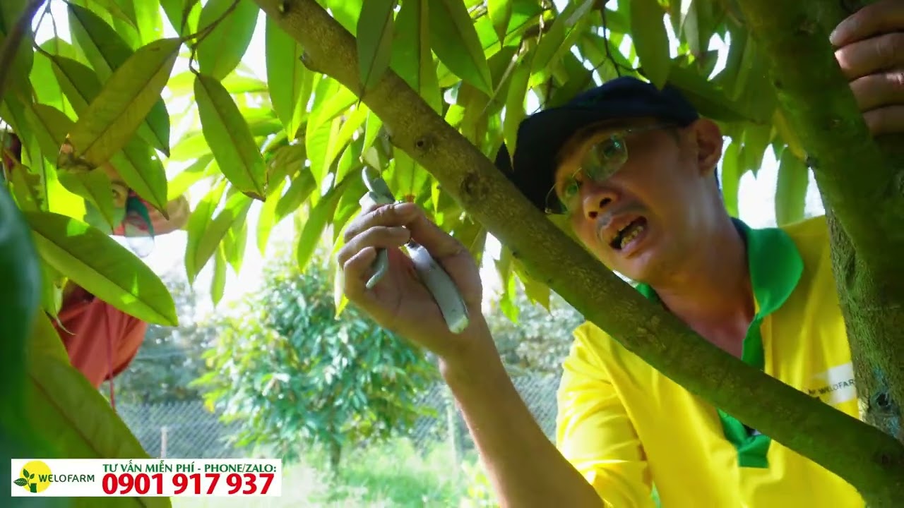 Cắt tỉa cành tạo tán cho sầu riêng đa thân
