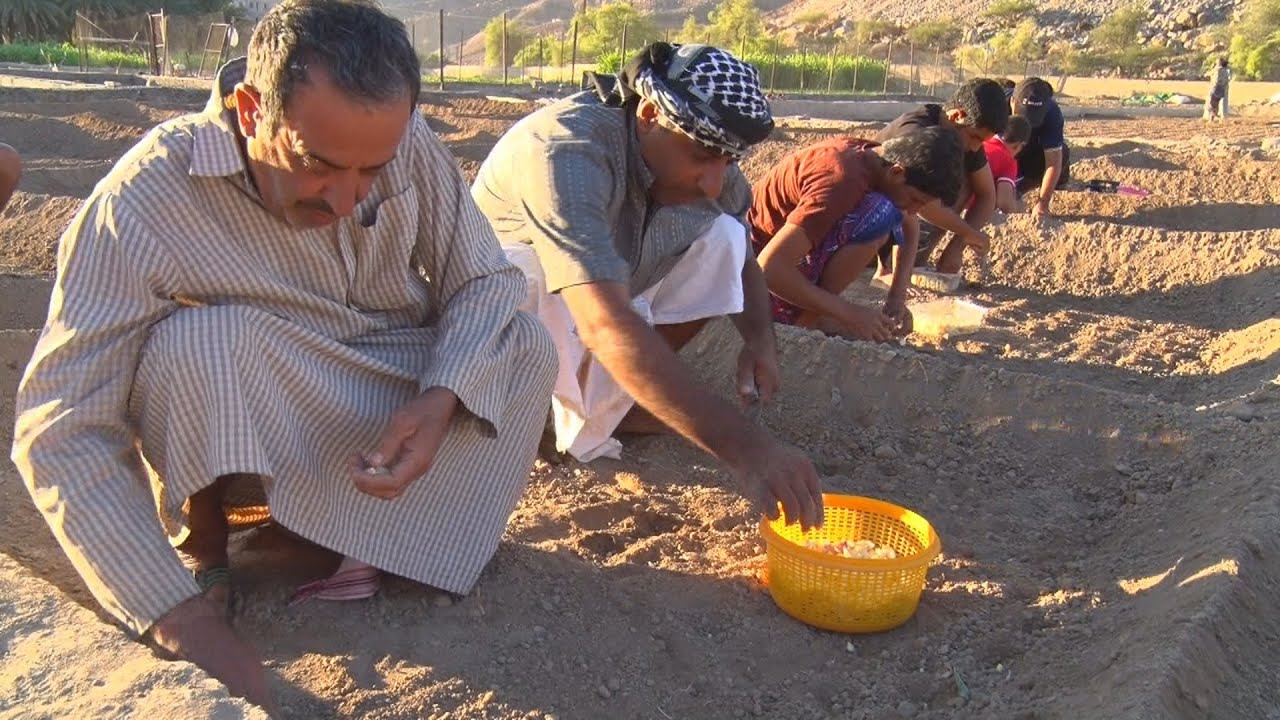 موسم زراعة الثوم بوادي غول بولاية الحمراء Sultanate of Oman