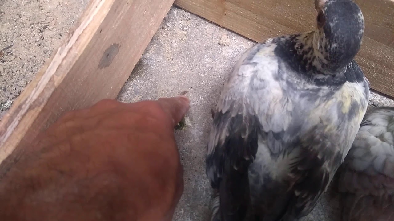 MATANDO MOSCAS DOS POMBOS FILHOTES Q GANHEI!