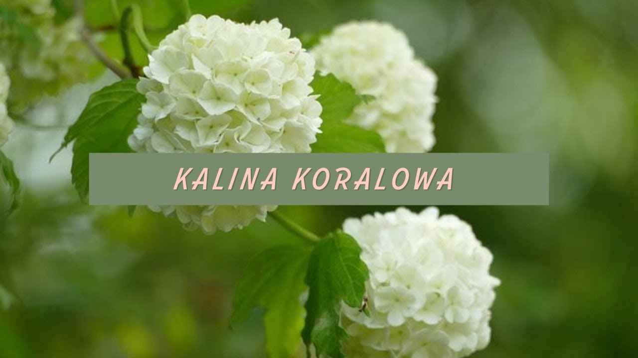 Kalina koralowa - Wady i zalety zastosowanie i pielęgnacja