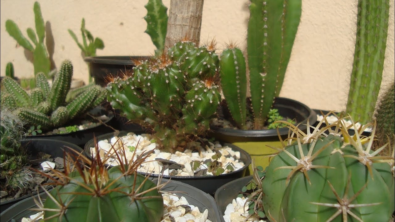 TOP 10 - CACTOS de FÁCIL CULTIVO