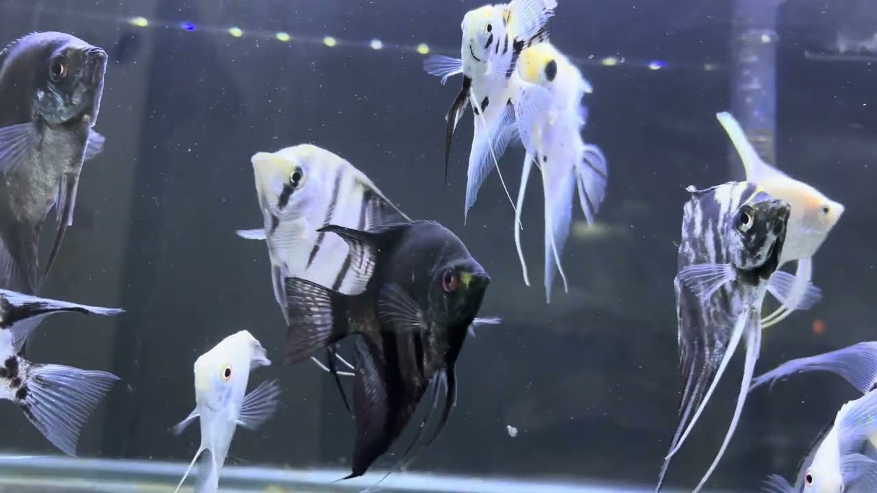 Vídeo 2 mostrando todos os peixes da loja em 27/2! 