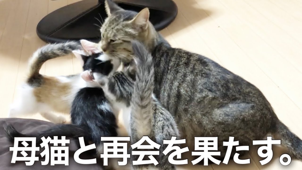 母猫の保護に成功しました…！【子猫との再会】