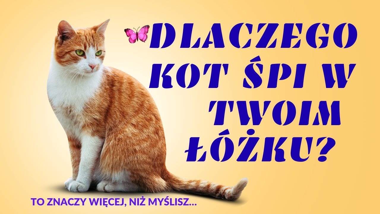 Kot śpi z tobą? Oto prawdziwy pow&oacute;d.