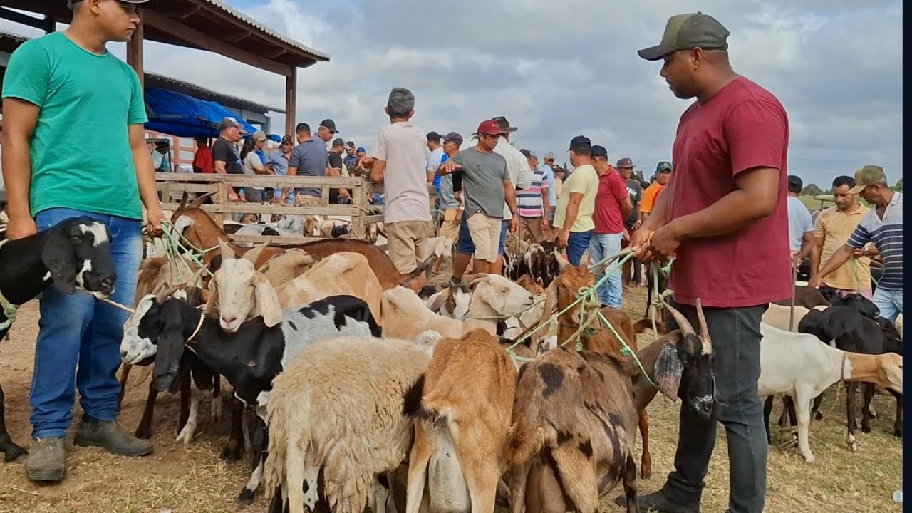FEIRA DE CAPRINOS E OVINOS DE LAGOA DE PEDRAS-RN 13.10.2025