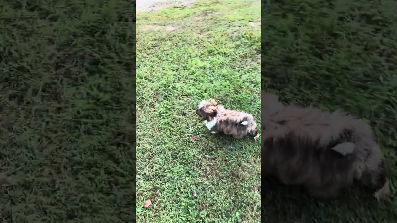 Chasing little Jax around the garden and campers - Shitzu puppy