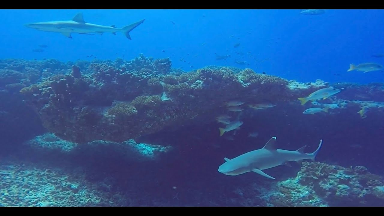 Diving in French Polynesia Fakarava Island - part 2