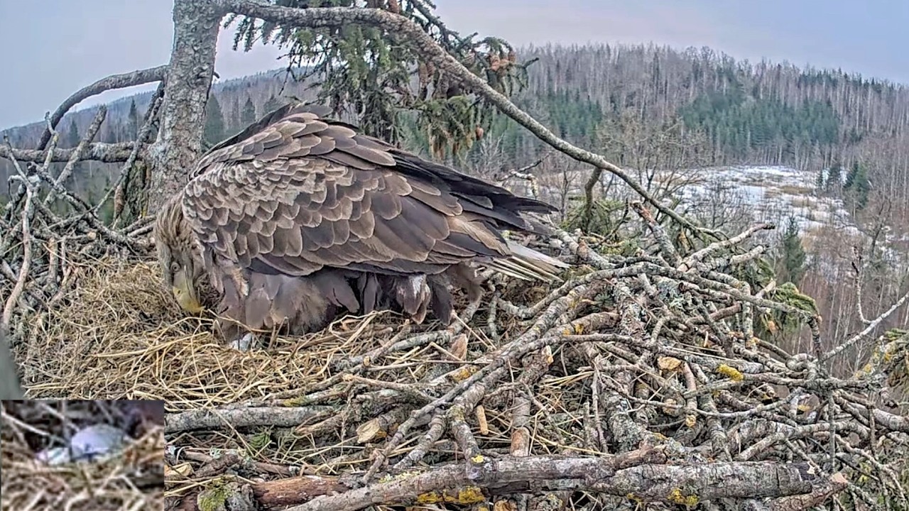 Jūras ērgļis~🥳🥚🥚  Congrats! Milda laid her second egg ~5:03 PM 2026/03/15