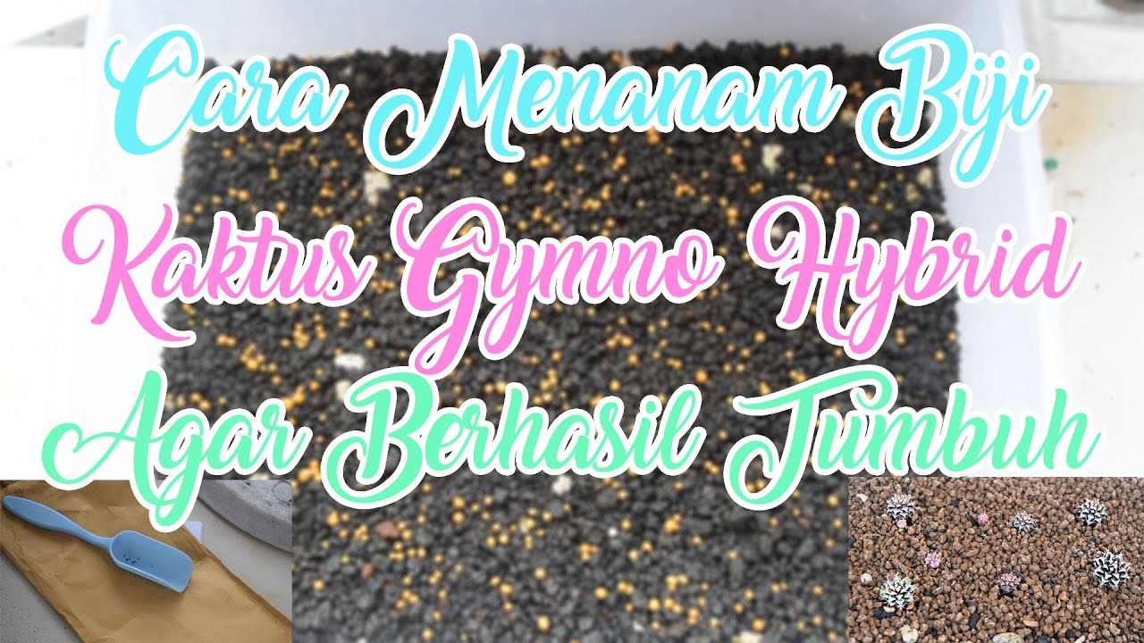 TANAM BIBIT KAKTUS | TUTORIAL MENANAM KAKTUS GYMNO DARI BIJI DIJAMIN BERHASIL #kaktus #cactus #cacti