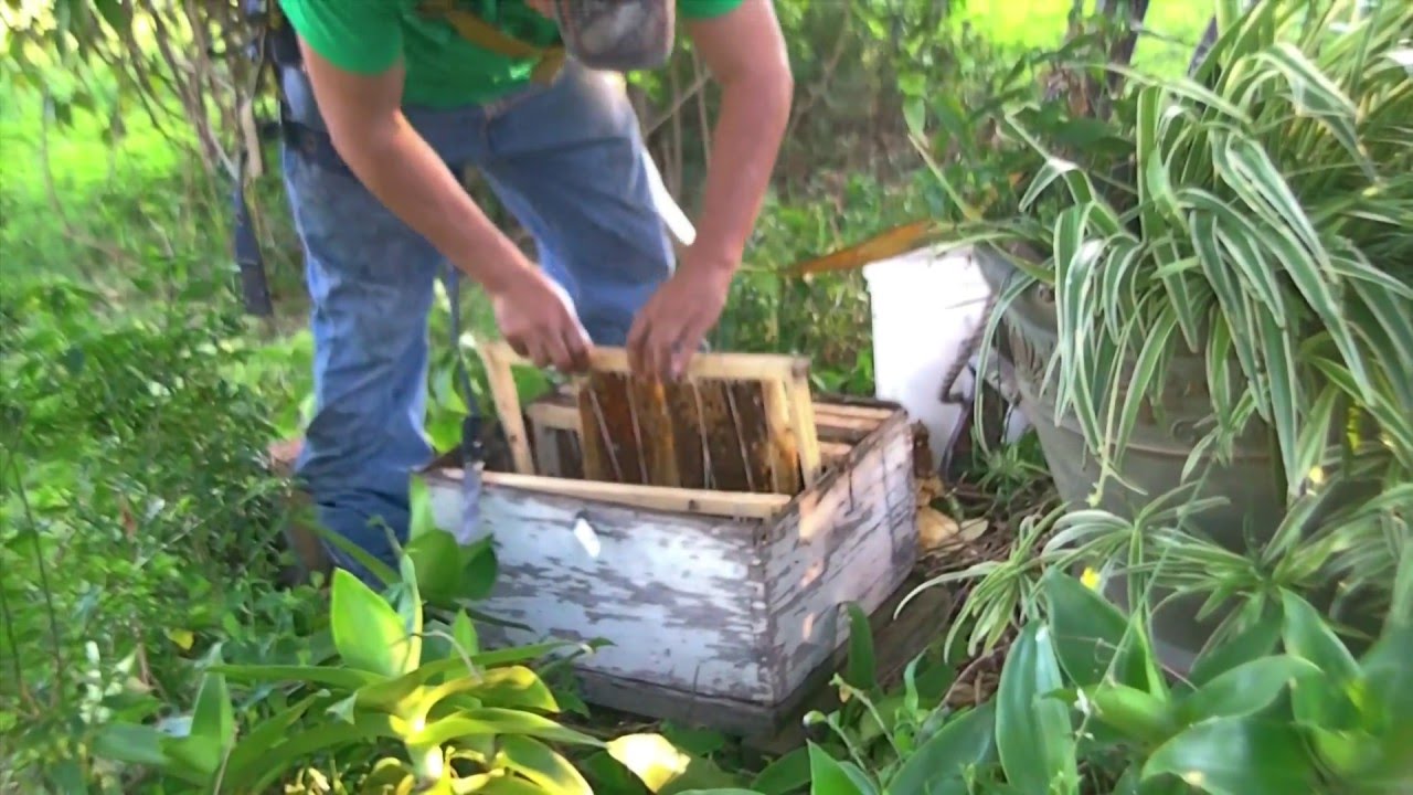 Bee Hive Removal Exposed beehive by Luis Slayton of Bee strong Honey