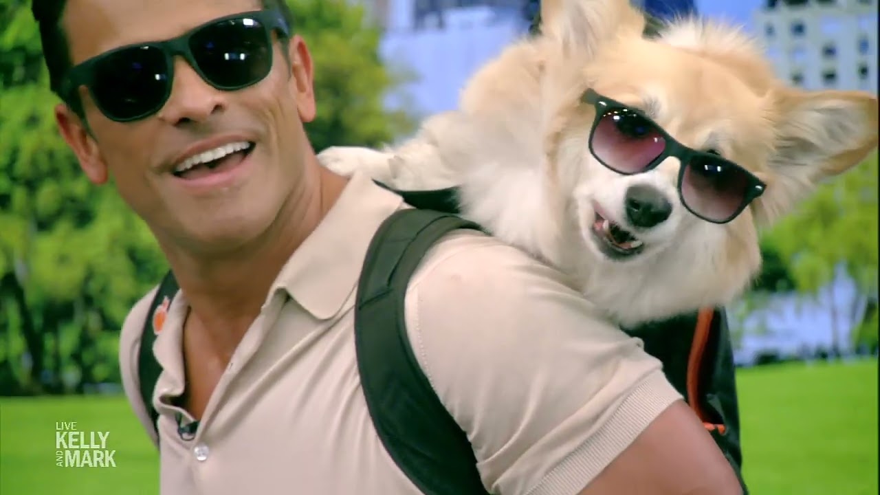 Mark Makes a Viral Video With Maxine the Fluffy Corgi