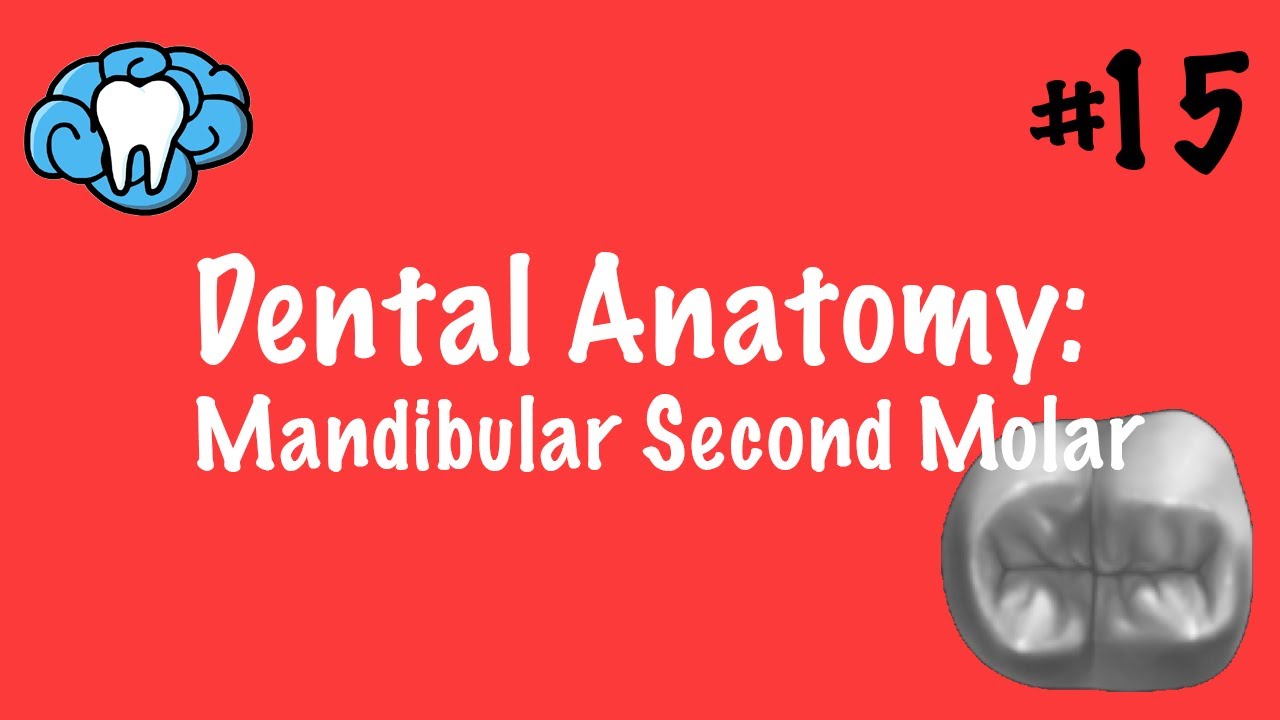 Dental Anatomy | Mandibular Second Molars | INBDE
