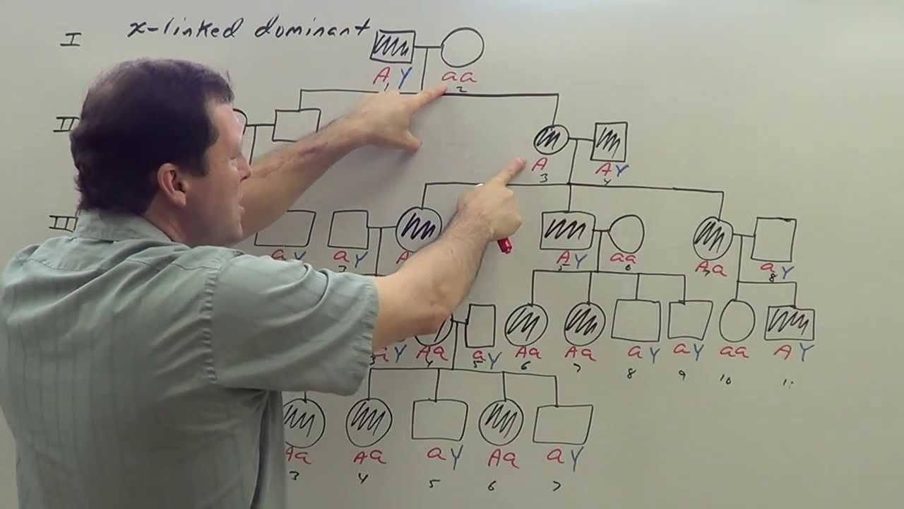 X Linked Dominant Pedigree