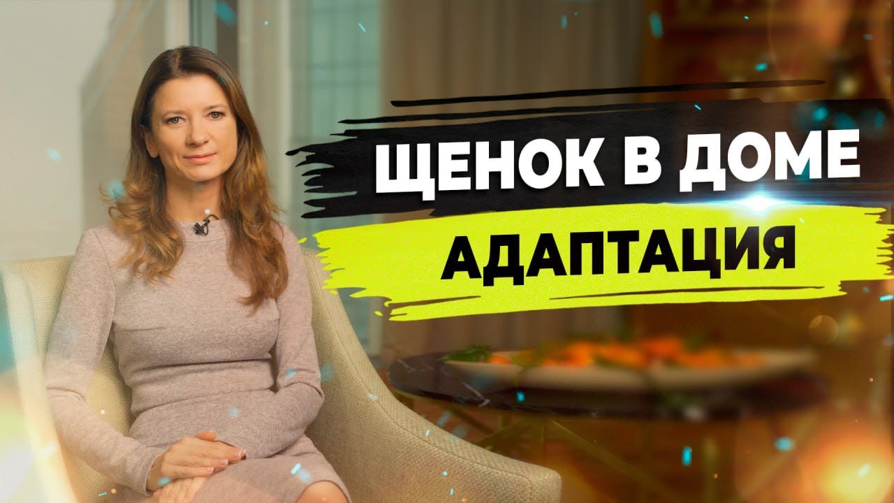 Адаптация щенка к новому дому.