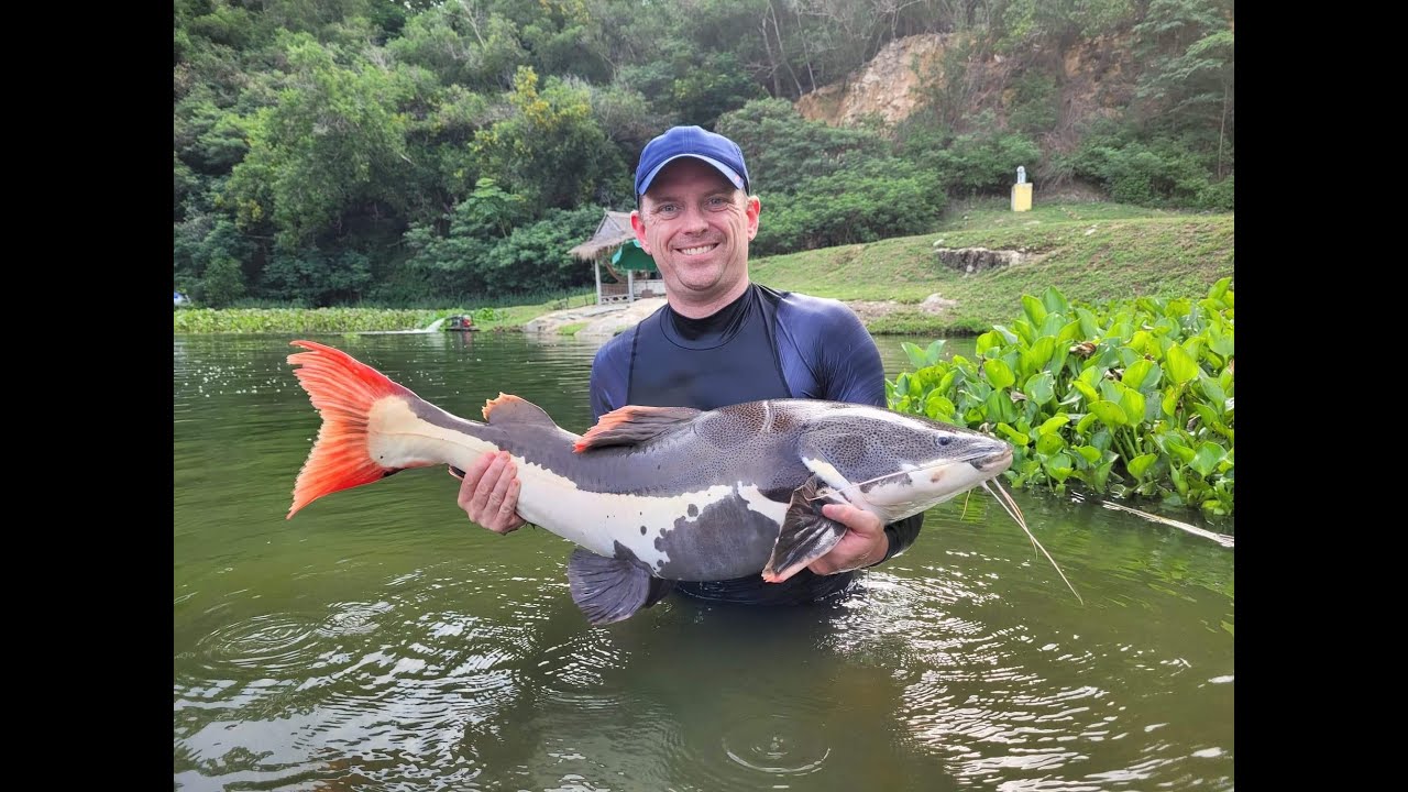 The Overrated Angler visits Wasana Fishing Park one afternoon. Siamese Carp, Amazon Redtail Catfish