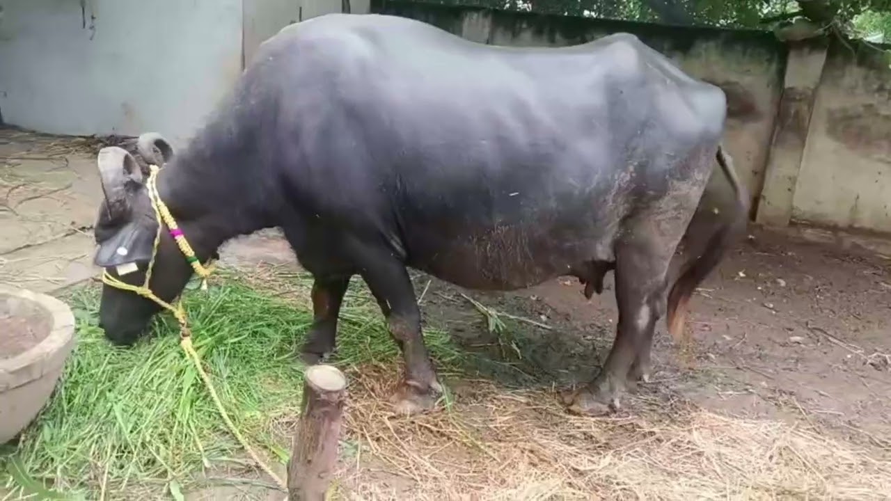 మొర్ర జాతి బఫలో#9502090981 #short video #viralvideo #trendingvideo 