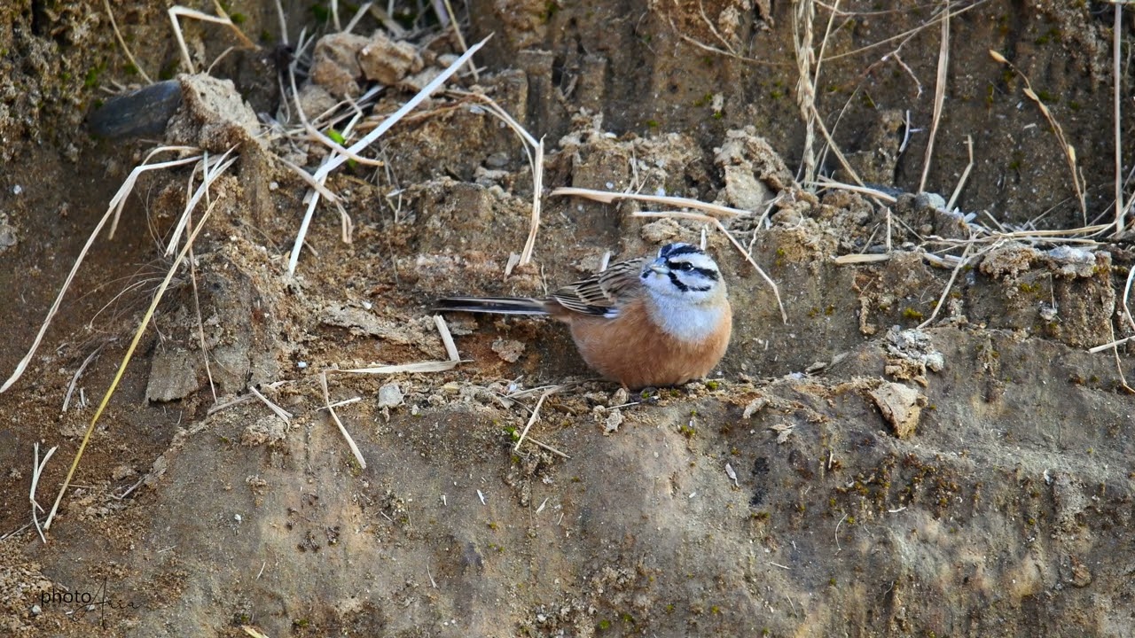 Rock Bunting (Emberiza cia)