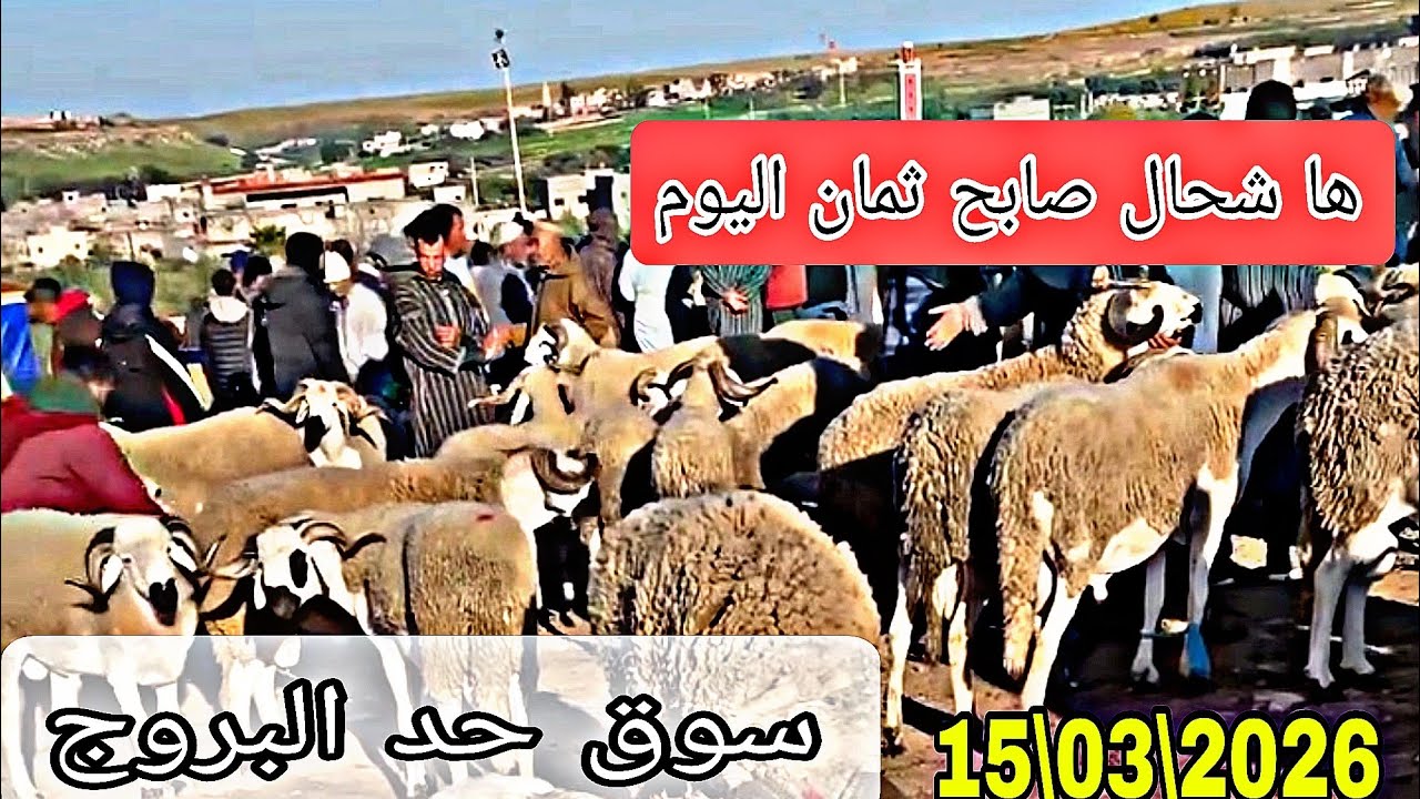 ها شحال صابح ثمان اليوم من سوق حد البروج بتاريخ 15\03\2026🤔🤔✅️