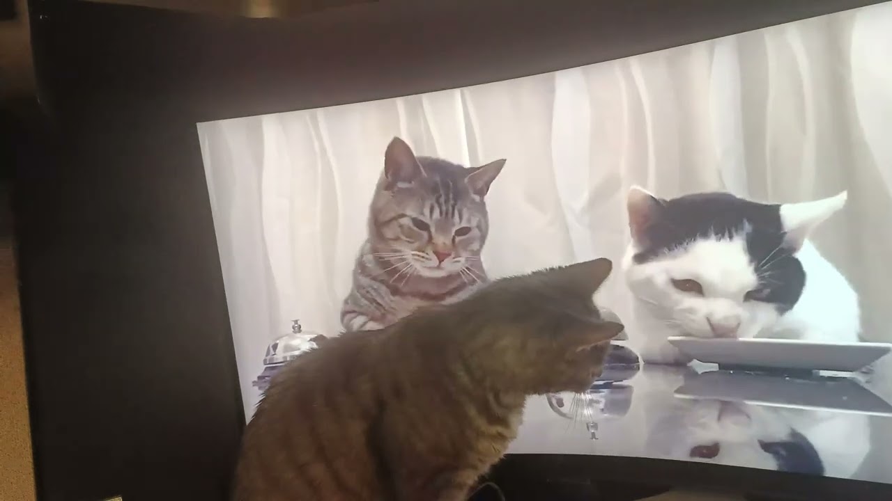 Baby Grey the rescue cat watching cat videos on my computer monitor.