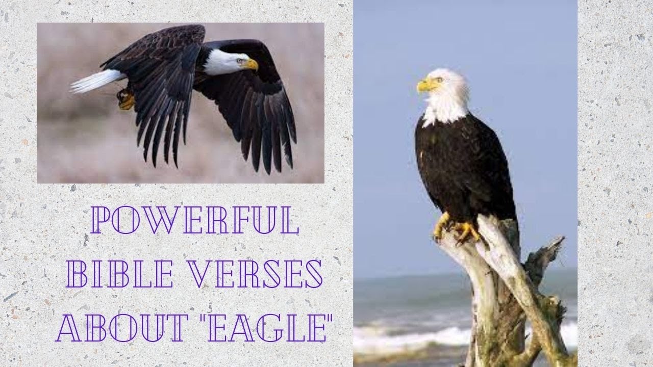 Powerful Bible Verses About Eagles/JCUBEZFun